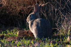 Conejo (Oryctolagus cuniculus)