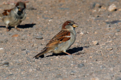 Gorrión común (Passer domesticus)