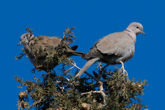 Tórtola turca (Streptopelia decaocto)