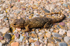 Salamanquesa común (Tarentola mauritanica)