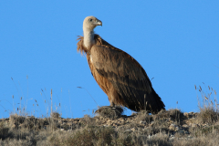 Buitre leonado (Gyps fulvus)