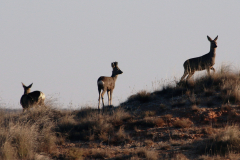 Corzo (Capreolus capreolus)