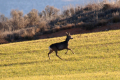 Corzo (Capreolus capreolus)