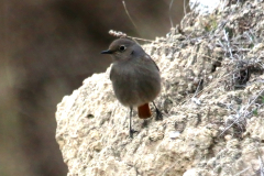 Colirrojo tizón (Phoenicurus ochruros)
