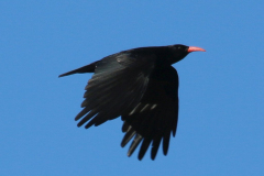 Chova piquirroja (Pyrrhocorax pyrrhocorax)