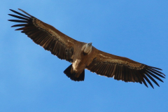 Buitre leonado (Gyps fulvus)