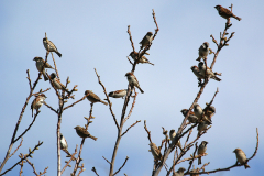 Gorrión común (Passer domesticus)