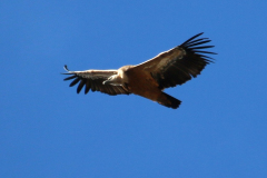 Buitre leonado (Gyps fulvus)