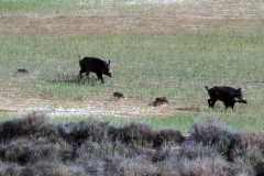 Jabalí (Sus scrofa)