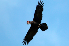 Cuervo (Corvus corax)