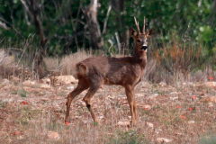Corzo (Capreolus capreolus)