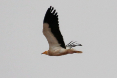 Alimoche común (Egyptian Vulture)