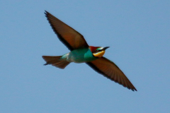 Abejaruco (Merops apiaster)