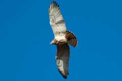 Águila culebrera (Circaetus gallicus)