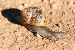 Caracol común (Cornu aspersum)