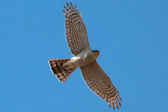 Gavilán común (Accipiter nisus)