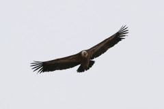 Buitre leonado (Gyps fulvus)