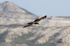 Milano negro (Milvus migrans)