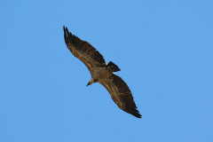 Buitre leonado (Gyps fulvus)