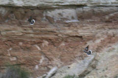 Tórtola europea (Streptopelia turtur)
