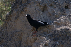 Chova piquirroja (Pyrrhocorax pyrrhocorax)