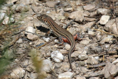 Lagartija colirroja (Acanthodactylus erythrurus)