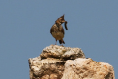 Alondra (Alauda arvensis)