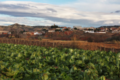 Botorrita_13
