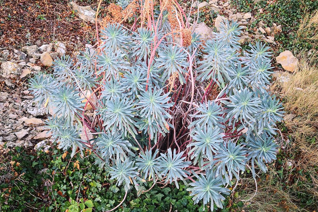 Caracias (Euphorbia characias)